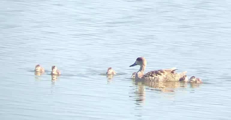 La recuperación de los humedales de Alcázar con agua regenerada de la EDAR, un éxito para la biodiversidad