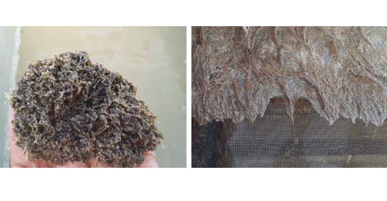 articulo-tecnico-crecimiento-biofouling-briozoos-cordylophora-caspia-infraestructura-riego-valle-guadalquivir