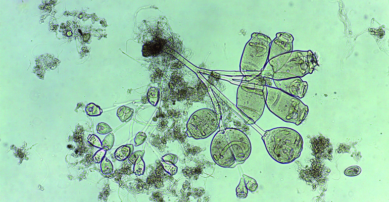 articulo-tecnico-estudio-control-microthrix-parvicella-estaciones-depuradoras-aguas-residuales-acciona