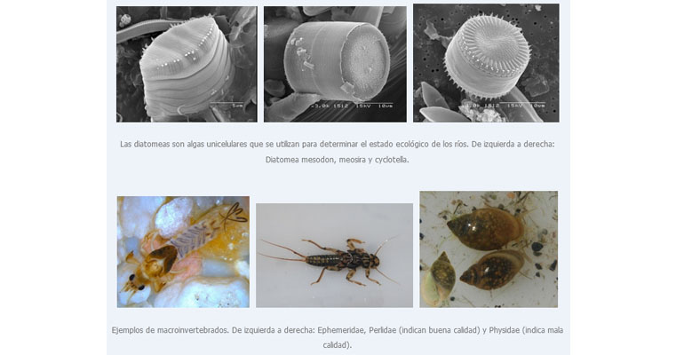 Algas y macroinvertebrados monitorizados en el control de calidad de las aguas de la Confederación Hidrográfica del Júcar