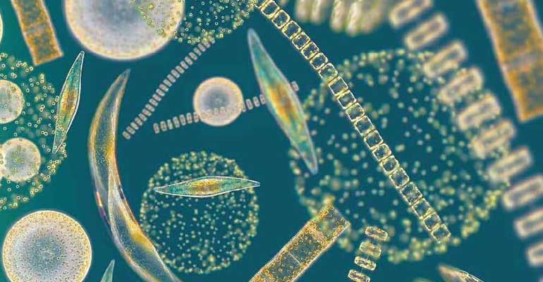 aimplas-proyecto-algas