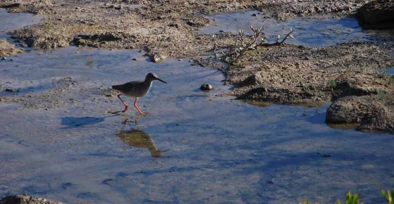 fundacion-aqua-instalaciones-hidricas-canarias-comprometidas-fauna-silvestre