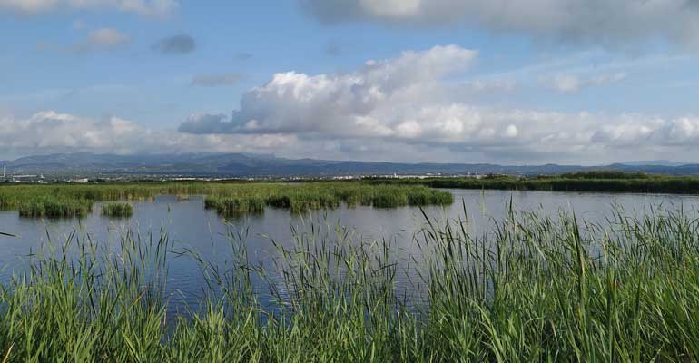 Los humedales de depuración del Delta del Ebro protagonizan un nuevo encuentro sobre la biodiversidad de la Fundación Aquae