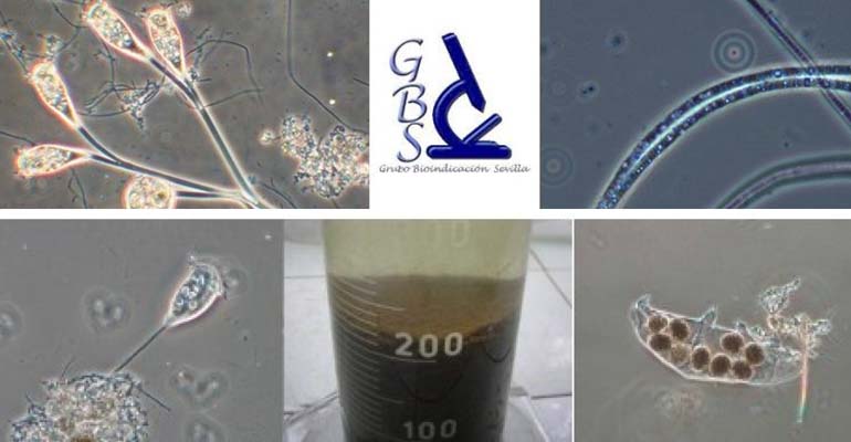 GBS ofrece un servicio de asesoría microbiológica para fangos activos