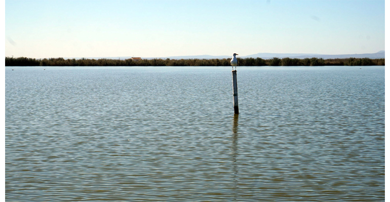 iiama-albufera-calidad-ambiental-humedal