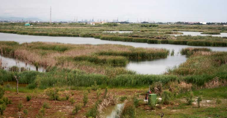 Un estudio del IIAMA demuestra el potencial de los humedales artificiales para proteger la calidad del agua