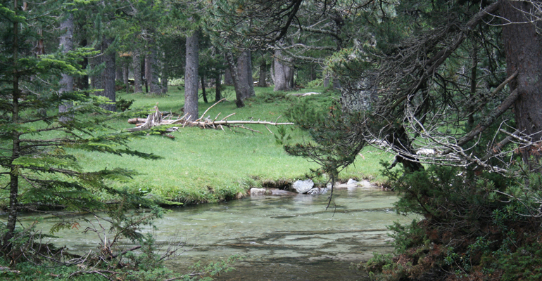 iiama-gestion-forestal-ecohidrologica-adaptacion-bosques-cambio-climatico