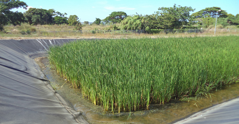 incatema-explotacion-aguas-residuales-caracol-haiti-macrofita