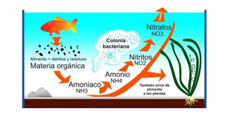 interozono-eliminacion-amonio-nitrogeno-aguas-ozono