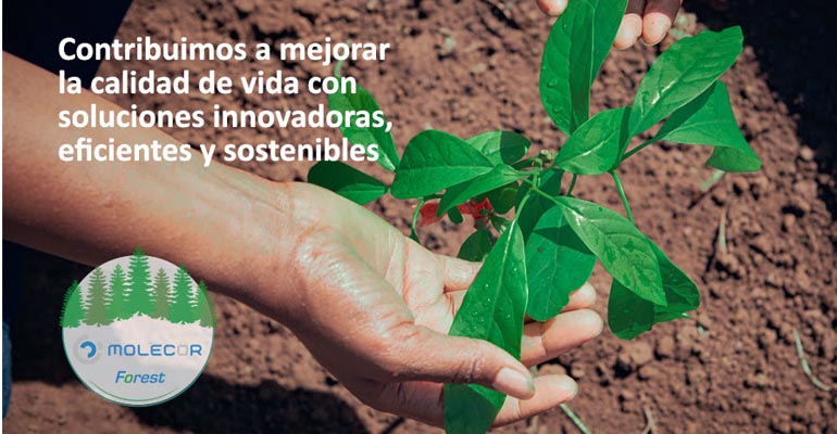 Molecor Forest, la contribución de Molecor al cuidado del planeta a través de la reforestación