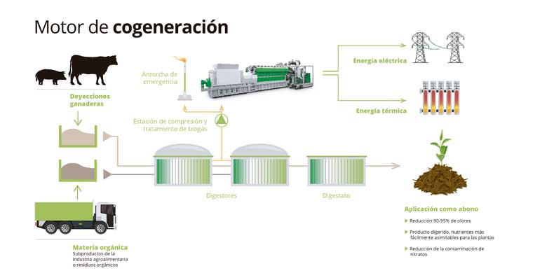 Esquema del proceso de biogás en la planta de gestión y tratamiento de purines VAG, propiedad de Grupo Neoelectra, en Juneda (Lleida)