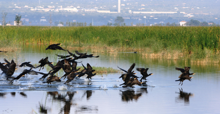 suez-dia-medio-ambiente-cuidar-biodiversidad-proteger-salud-humedal