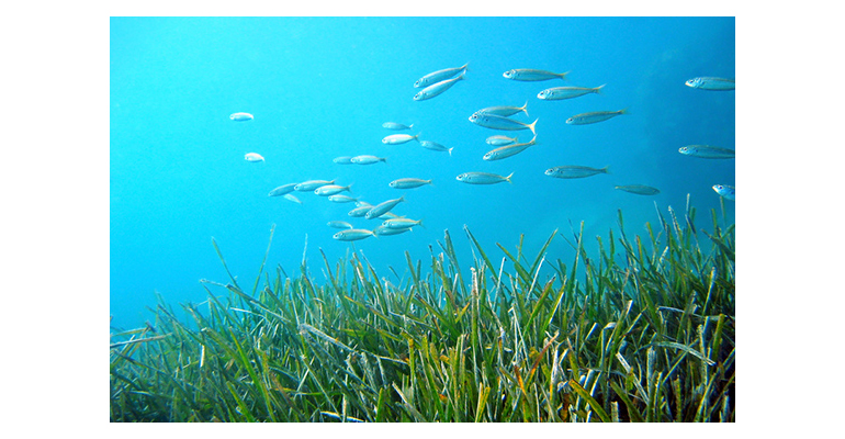 taxon-laboratorio-enac-muestra-analisis-fanerogamas-agua-mar